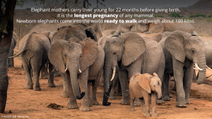 Elephant Quotes