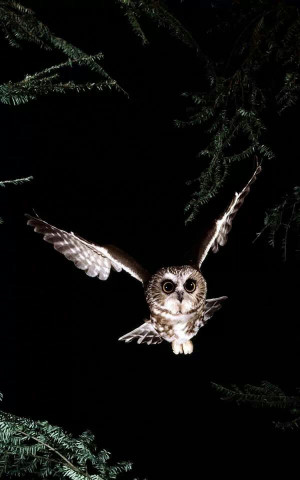 Night Owl,,Beautiful,,,,,