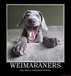 Art weimaraners dogs