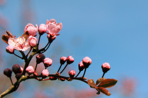 Cherry Blossom Inspiration