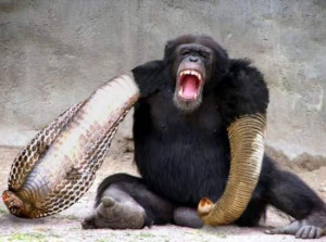 Related Pictures funny monkey pictures sayings