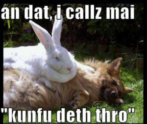Funny rabbit sayings pictures