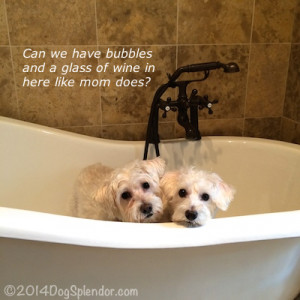 Displaying (18) Gallery Images For Senior Dogs Quotes...