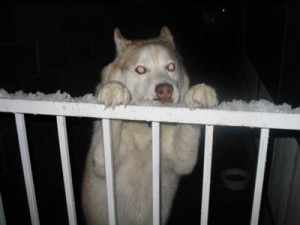 Rocky, My Wonderful Siberian Husky Dog and Companion
