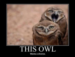 Owl funny