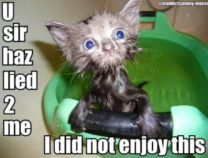 Funny unhappy bathed cat