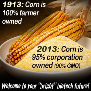 non gmo corn genetically modified or gm corn