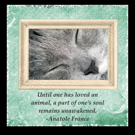 Cat Sympathy Cards