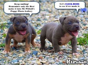 Pitbull Funny Pictures Images Quotes Pictures