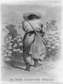 ... showing African Americans picking cotton (Library of Congress