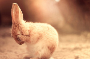 Cute-Sad-Bunny