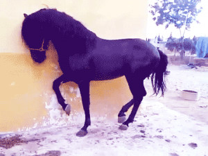 La Chingada Puro Michoacan