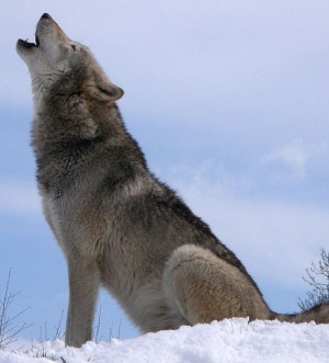 wolf howling wiki public wolf howling uk grey wolf conservation