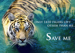 save our tigers only 1410 tigers left other than me