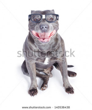 Stock Photo English Bulldog Wearing Reading Glasses With Tongue