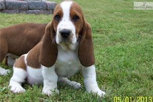 Related Pictures basset hound funny puppies free animal wallpapers ...