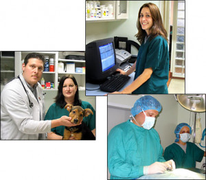We provide medical, surgical, and other services for dogs & cats