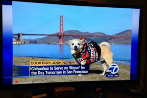 funny-chihuahua-dog-mayor-news