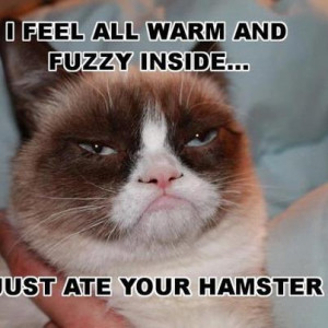 What Makes Grumpy Cat Warm Inside Funny Pic