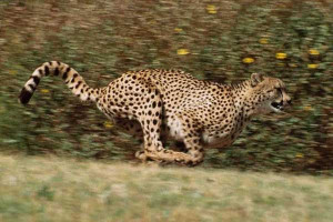 Un magnifique guépard dans sa course !