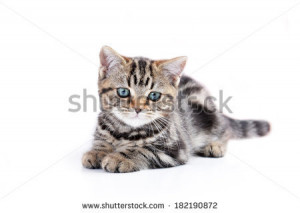 Stock Photos, Illustrations, and Vector Art similar to Image ID