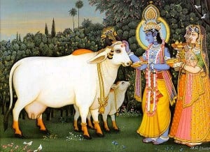 Why the cow is holy for the hindus ?