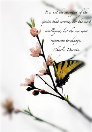 Butterfly Quotes (36)