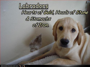 Cute Labrador :) - funkyrach01 Photo