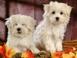... views 18747 post subject fluffy and cute puppy fluffy and cute puppy