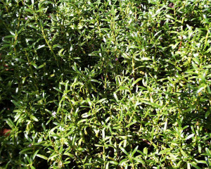 Ocean Plants Names List