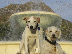 tuberose bouquet honolulu hi