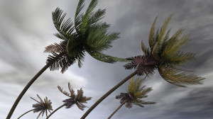 palm-trees-in-hurricane