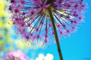 colorful, nature, photography, pretty, purple dandelion - inspiring ...
