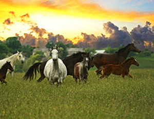 farmer died leaving his 17 horses to his three sons.