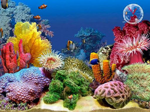 Search Results for: Tropical Fish In Aquarium