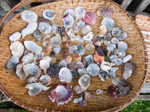 Sea shells and staggering beauty today