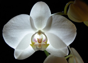 An Orchid is like a Woman