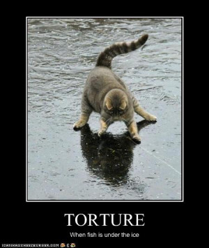 Funny cat pictures: Torture = when fish are under the ice