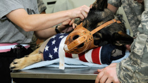 26 Awesome Photos Of War Dogs Showing How Badass And Cute They Can Be