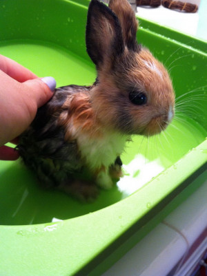 New batch of super cute baby animals (23 Pictures)