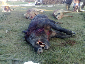 Related Pictures wild boar piglets pic