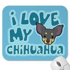 love my chihuahua - Google Search