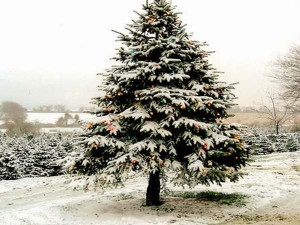 Posts related to christmas tree quotes and sayings