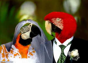Parrot Wedding - pictures
