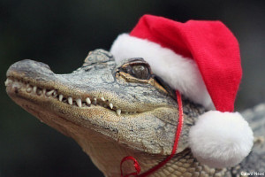 alligator, christmas, cute, funny