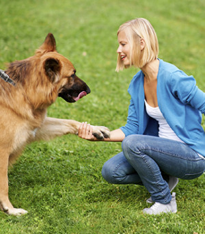 dog training can be rewarding and challenging work dogs have minds of ...