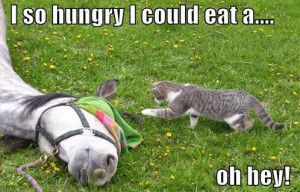 So Hungry I Could Eat A Oh Hey