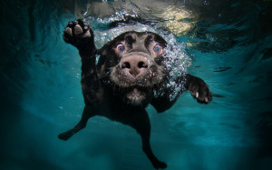Funny dog diving Wallpapers Pictures Photos Images