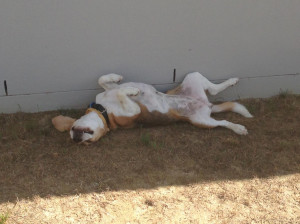 Funny Beagle Pics-photo-5.jpg