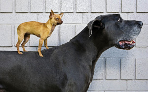 ... dog on the back of a big dog | HD dogs wallpapers - background